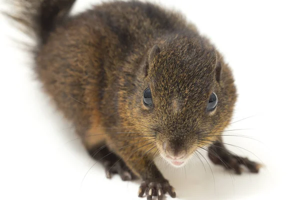 Lariscus Insignis Una Especie Roedor Familia Sciuridae Encuentra Indonesia Malasia —  Fotos de Stock