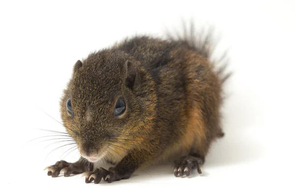 Lariscus Insignis Uma Espécie Roedor Família Sciuridae Pode Ser Encontrada — Fotografia de Stock