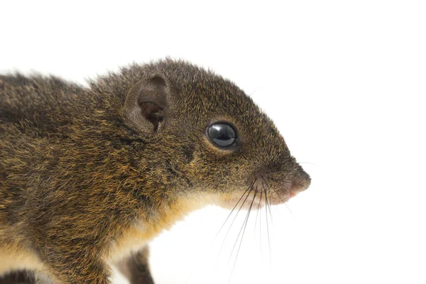 Lariscus Insignis Uma Espécie Roedor Família Sciuridae Pode Ser Encontrada — Fotografia de Stock