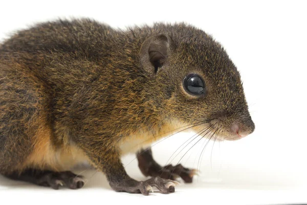 Three Striped Ground Squirrel Lariscus Insignis Species Rodent Family Sciuridae — Stock Photo, Image