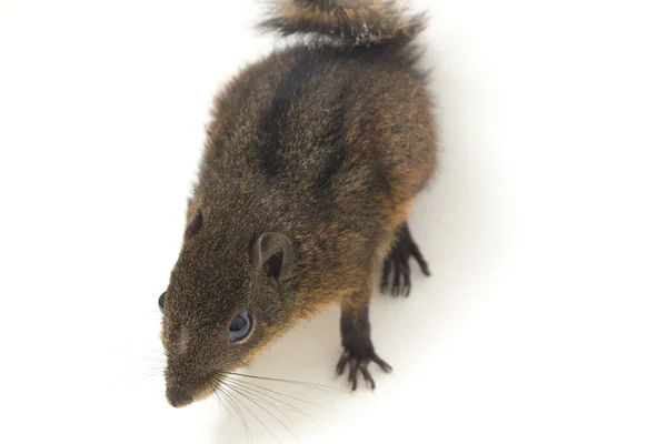 Three Striped Ground Squirrel Lariscus Insignis Species Rodent Family Sciuridae — Stock Photo, Image