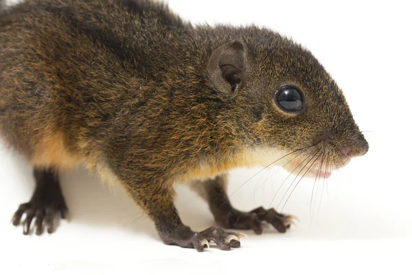 Třípruhovaná Pozemní Veverka Lariscus Insignis Druh Hlodavců Čeledi Sciuridae Nachází — Stock fotografie