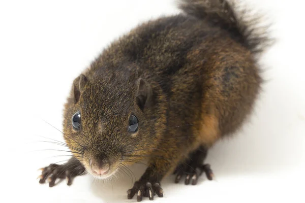 Lariscus Insignis Uma Espécie Roedor Família Sciuridae Pode Ser Encontrada — Fotografia de Stock