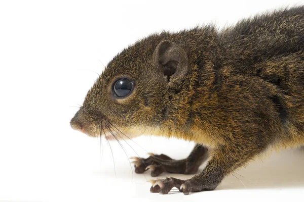 Háromcsíkos Darált Mókus Lariscus Insignis Sciuridae Családba Tartozó Rágcsálófaj Indonéziában — Stock Fotó