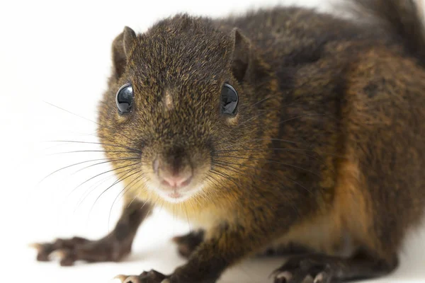 Wiewiórka Trójpasmowa Lariscus Insignis Gatunek Gryzonia Rodziny Świniowatych Występuje Indonezji — Zdjęcie stockowe