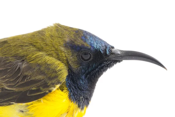 Male Olive Backed Sunbird Cinnyris Jugularis Nectarinia Jugularis Also Known — Stock Photo, Image