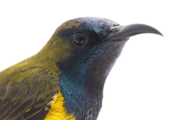 Male Olive Backed Sunbird Cinnyris Jugularis Nectarinia Jugularis Also Known — Stock Photo, Image