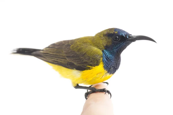 Olive Backed Sunbird Cinnyris Jugularis Também Conhecido Como Sunbird Barriga — Fotografia de Stock