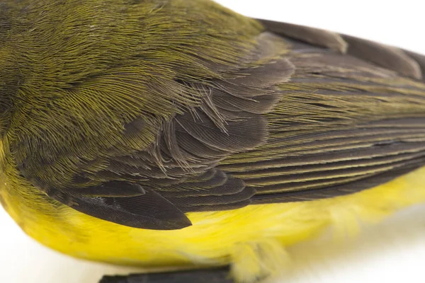 Man Zonnevogel Met Olijfbomen Cinnyris Jugularis Nectarinia Jugularis Ook Bekend — Stockfoto