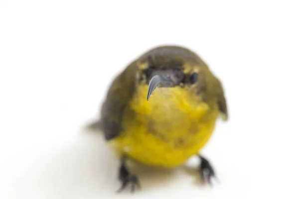 Ptak Słoneczny Żółtym Brzuchem Cinnyris Jugularis Nectarinia Jugularis Znany Również — Zdjęcie stockowe