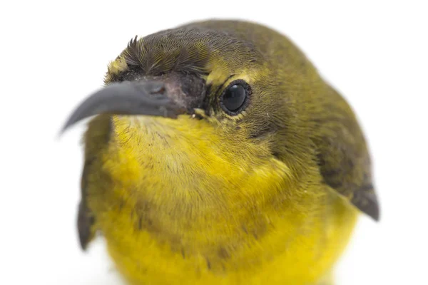 Männlicher Ölrückensonnenvogel Cinnyris Jugularis Nectarinia Jugularis Auch Bekannt Als Gelbbauchsonnenvogel — Stockfoto