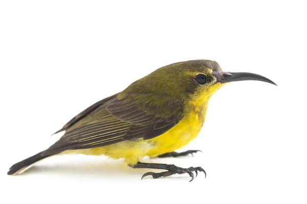 Sluneční Pták Olivovým Hřbetem Cinnyris Jugularis Také Známý Jako Žlutobřichý — Stock fotografie