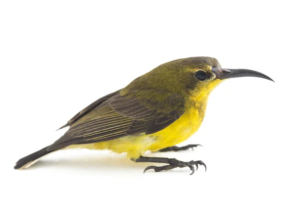 Sonnenvogel Mit Olivenrücken Cinnyris Jugularis Auch Als Gelbbauchsonnenvogel Bekannt Isoliert — Stockfoto