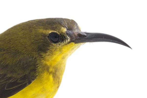 올리브등 태양새 태양새 Yellow Bellied Sunbird 라고도 신드리스 후굴라 Cinnyris — 스톡 사진