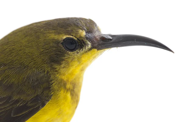 Olive Backed Sunbird Cinnyris Jugularis Also Known Yellow Bellied Sunbird — Stock Photo, Image