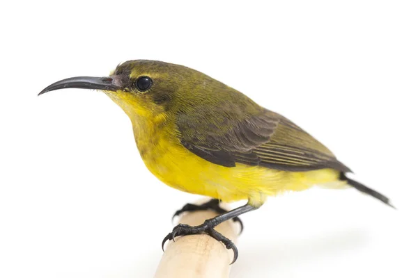 Olive Backed Sunbird Cinnyris Jugularis Ook Bekend Als Geelbuikzonnevogel Geïsoleerd — Stockfoto