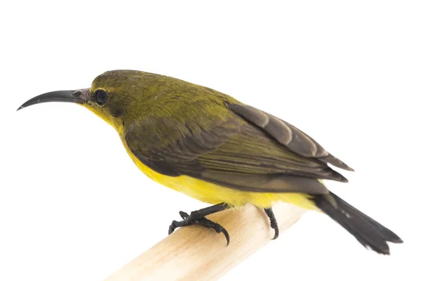 Olive Backed Sunbird Cinnyris Jugularis Ook Bekend Als Geelbuikzonnevogel Geïsoleerd — Stockfoto