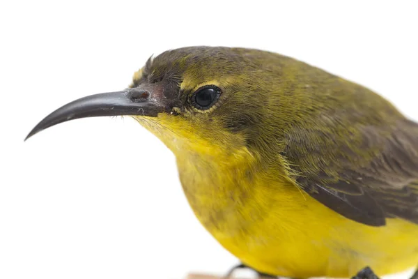 Zeytin Sırtı Güneş Kuşu Cinnyris Jugularis Aynı Zamanda Sarı Göbekli — Stok fotoğraf