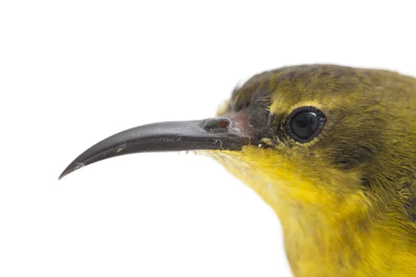 Olive Backed Sunbird Cinnyris Jugularis Also Known Yellow Bellied Sunbird — Stock Photo, Image