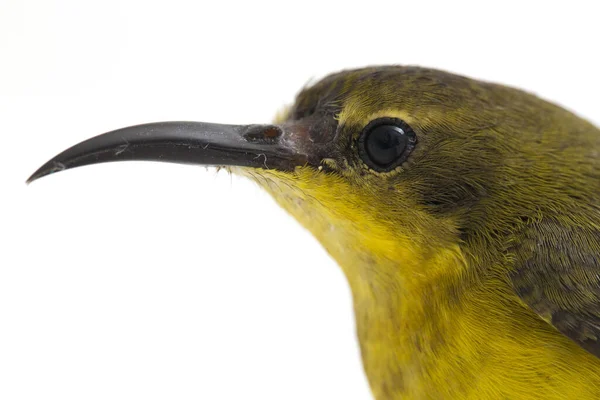 Olive Backed Sunbird Cinnyris Jugularis Ook Bekend Als Geelbuikzonnevogel Geïsoleerd — Stockfoto