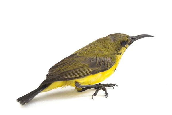 Sonnenvogel Mit Olivenrücken Cinnyris Jugularis Auch Als Gelbbauchsonnenvogel Bekannt Isoliert — Stockfoto
