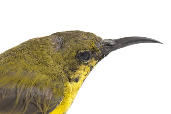 Sonnenvogel Mit Olivenrücken Cinnyris Jugularis Auch Als Gelbbauchsonnenvogel Bekannt Isoliert — Stockfoto
