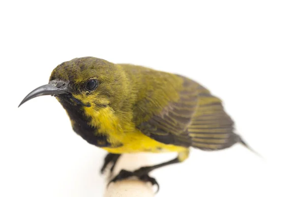 올리브등 태양새 태양새 Yellow Bellied Sunbird 라고도 신드리스 후굴라 Cinnyris — 스톡 사진
