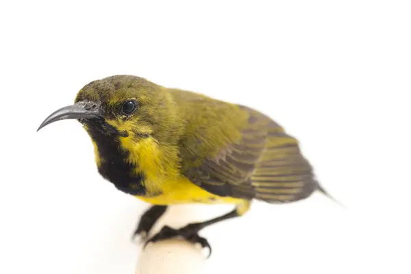 올리브등 태양새 태양새 Yellow Bellied Sunbird 라고도 신드리스 후굴라 Cinnyris — 스톡 사진