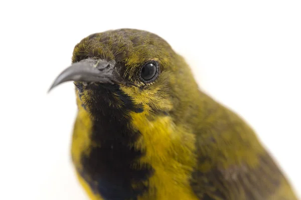 Olive Backed Sunbird Cinnyris Jugularis Ook Bekend Als Geelbuikzonnevogel Geïsoleerd — Stockfoto