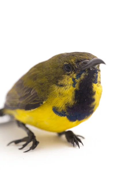 Olive Backed Sunbird Cinnyris Jugularis Também Conhecido Como Sunbird Barriga — Fotografia de Stock