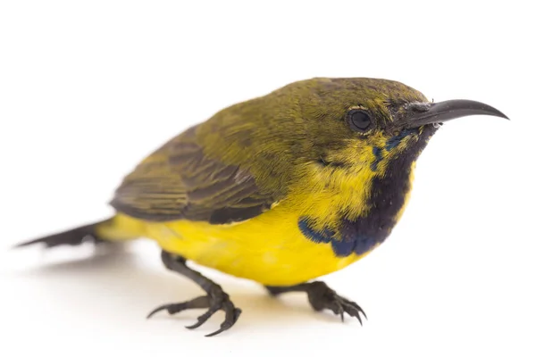 Olive Backed Sunbird Cinnyris Jugularis Também Conhecido Como Sunbird Barriga — Fotografia de Stock