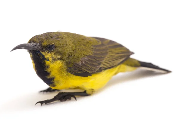 Olive Backed Sunbird Cinnyris Jugularis Ook Bekend Als Geelbuikzonnevogel Geïsoleerd — Stockfoto