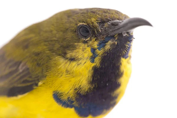 Olive Backed Sunbird Cinnyris Jugularis Também Conhecido Como Sunbird Barriga — Fotografia de Stock