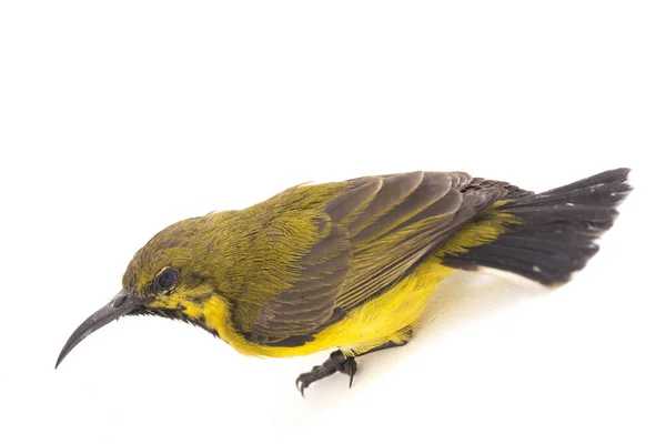 Olive Backed Sunbird Cinnyris Jugularis Ook Bekend Als Geelbuikzonnevogel Geïsoleerd — Stockfoto