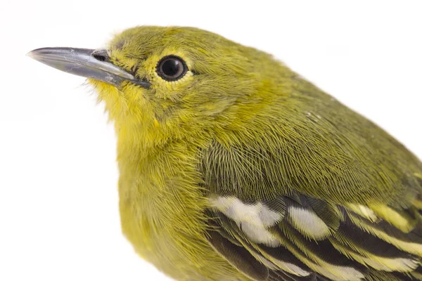 Den Gemensamma Iora Aegithina Tiphia Isolerad Vit Bakgrund — Stockfoto