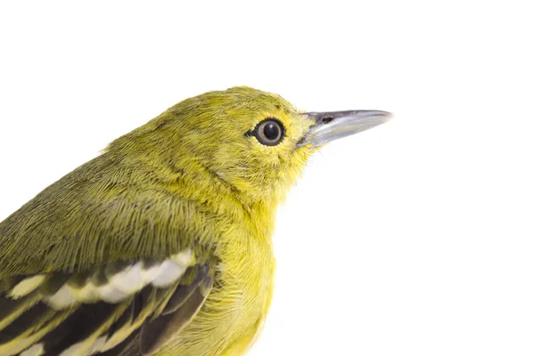 Die Gemeine Iora Aegithina Tiphia Isoliert Auf Weißem Hintergrund — Stockfoto