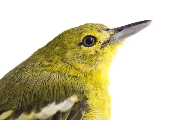 Die Gemeine Iora Aegithina Tiphia Isoliert Auf Weißem Hintergrund — Stockfoto