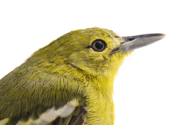 Iora Común Aegithina Tifia Aislado Sobre Fondo Blanco — Foto de Stock