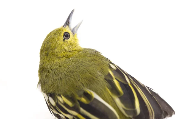 Common Iora Aegithina Isolated White Background — стоковое фото