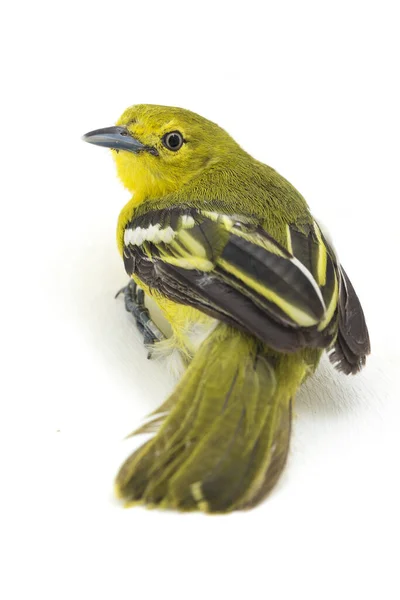 Die Gemeine Iora Aegithina Tiphia Isoliert Auf Weißem Hintergrund — Stockfoto