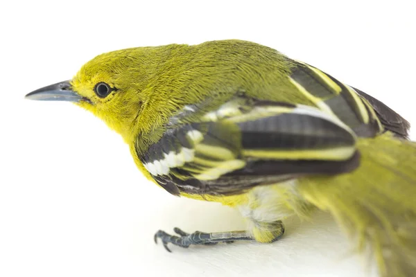 Iora Comum Aegithina Tifia Isolada Sobre Fundo Branco — Fotografia de Stock