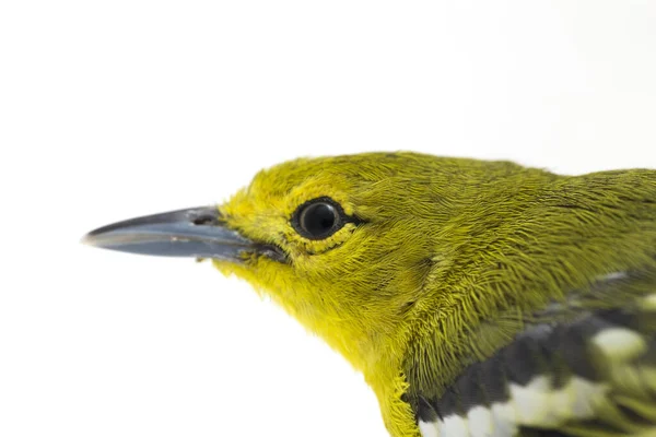 Die Gemeine Iora Aegithina Tiphia Isoliert Auf Weißem Hintergrund — Stockfoto