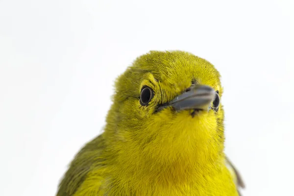 Common Iora Aegithina Isolated White Background — стоковое фото