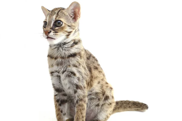 Aziatische Luipaard Kat Sunda Luipaard Kat Prionailurus Bengalensis Javanensis Geïsoleerd — Stockfoto