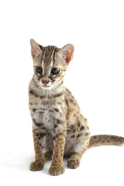 Aziatische Luipaard Kat Sunda Luipaard Kat Prionailurus Bengalensis Javanensis Geïsoleerd — Stockfoto