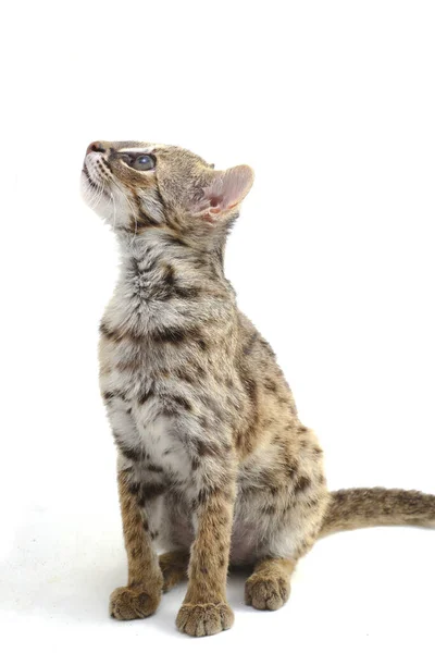 Aziatische Luipaard Kat Sunda Luipaard Kat Prionailurus Bengalensis Javanensis Geïsoleerd — Stockfoto