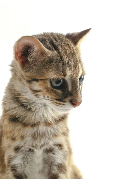 Aziatische Luipaard Kat Sunda Luipaard Kat Prionailurus Bengalensis Javanensis Geïsoleerd — Stockfoto