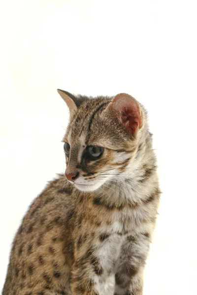 亚洲豹猫或山大豹猫 Prionailurus Bengalensis Javanensis 在白色背景下被分离出来 — 图库照片