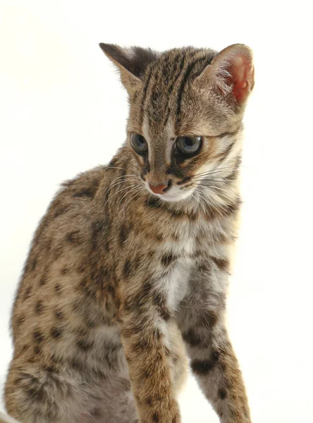 Aziatische Luipaard Kat Sunda Luipaard Kat Prionailurus Bengalensis Javanensis Geïsoleerd — Stockfoto