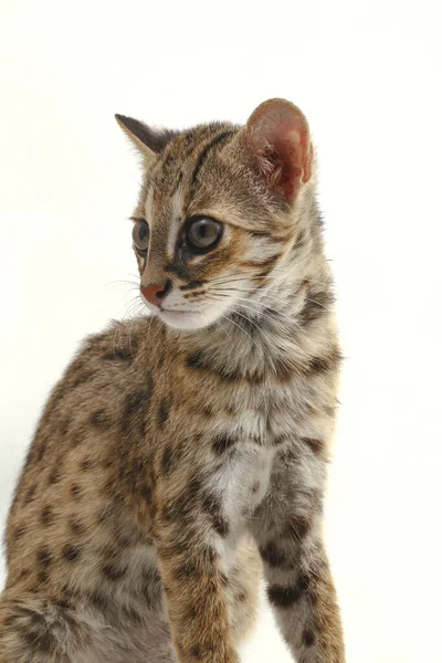 Aziatische Luipaard Kat Sunda Luipaard Kat Prionailurus Bengalensis Javanensis Geïsoleerd — Stockfoto